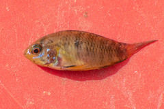 Apistogramma borellii