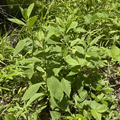 Verbesina alternifolia