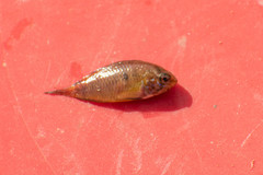 Apistogramma borellii