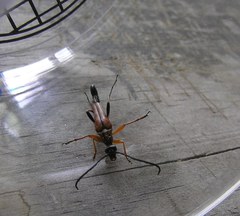 Strangalia virilis