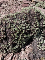 Eriogonum androsaceum