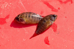 Apistogramma borellii