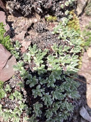 Eriogonum androsaceum