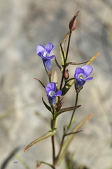 Gentianopsis victorinii