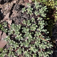 Eriogonum androsaceum
