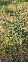 Onopordum acanthium