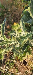 Onopordum acanthium