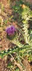 Onopordum acanthium