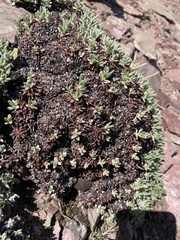 Eriogonum androsaceum