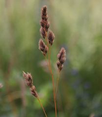 Dactylis glomerata glomerata
