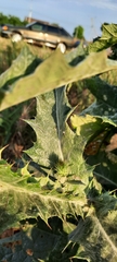 Onopordum acanthium