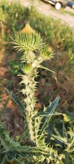 Onopordum acanthium