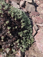 Eriogonum androsaceum
