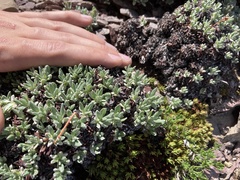 Eriogonum androsaceum