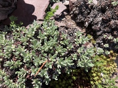 Eriogonum androsaceum