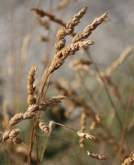 Dactylis glomerata glomerata
