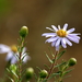 Flax-leaved Aster - Photo (c) Alain Maire, some rights reserved (CC BY-NC), uploaded by Alain Maire