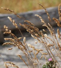 Dactylis glomerata glomerata