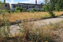 Dactylis glomerata glomerata