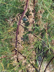 Tamarix parviflora