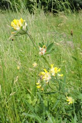 Anthyllis vulneraria polyphylla