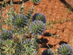 Echinops strigosus