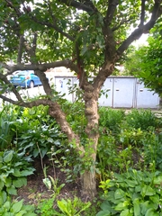 Malus