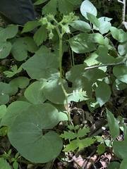 Hydrophyllum macrophyllum