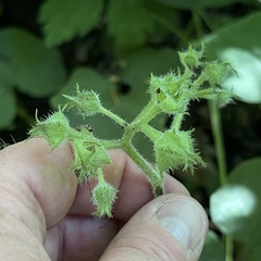 Hydrophyllum macrophyllum