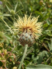 Centaurea collina