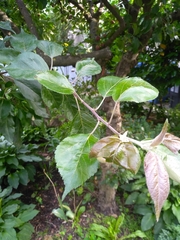 Malus