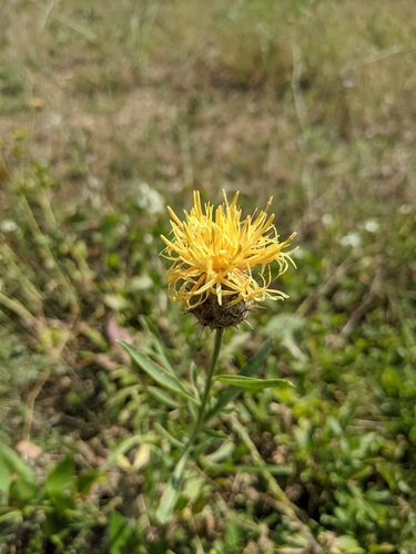 Image of Centaurea collina by (c) Denis Bastianelli, some rights reserved (CC BY)