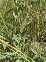 Centaurea collina