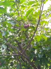 Malus