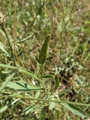 Centaurea collina
