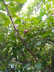 Malus