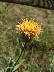 Centaurea collina