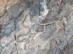 Hemorrhois algirus