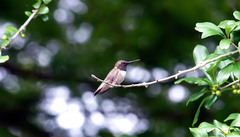 Archilochus colubris × alexandri