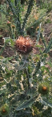 Onopordum acanthium