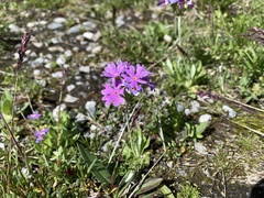 Primula farinosa