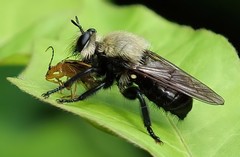Laphria virginica