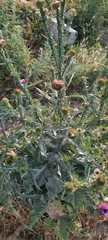 Onopordum acanthium