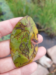 Polypedilum braseniae