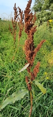 Rumex confertus
