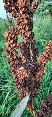 Rumex confertus