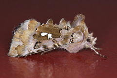 Autographa corusca
