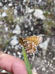 Boloria polaris