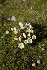 Gentianella divisa