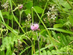 Cirsium filipendulum
